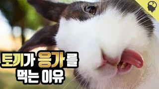 토끼는 왜 자기 똥을 먹을까?