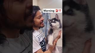 Husky puppy showing aggression to owner #shorts