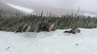 The Grass Frogs in the Swiss Alps