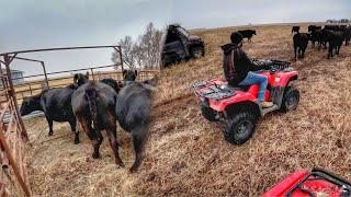 Rounding up the Herd For Preg Checking