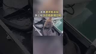 虎鯨追殺小海獺，牠跳上游艇求救，好心船長及時伸出援手救他一命!#寵物#動物#海獺#感動#善良#感謝#Shorts