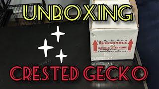 Unboxing of... Red Crested Gecko!