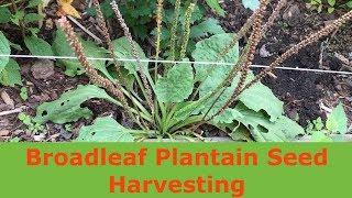 Broadleaf Plantain Seed Harvesting Plantago major