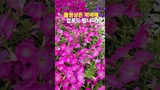 2025년 6월 13일 짧은 입고영상 시청 하시고 힐링타임 되세요  #식물튜브 #식물아빠 #양재꽃시장
