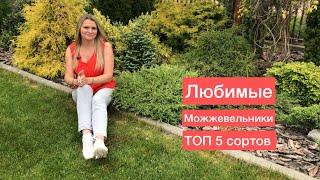 Самые низкие можжевельники для клумб и композиций | ТОП 5