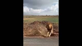 Lioness Protect the Cubs from young male  #shorts.