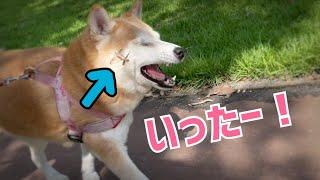 気持ちよくお散歩していたらバッタと衝突してしまった柴犬　Shiba Inu collides with a grasshopper on a walk