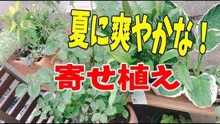 寄せ植え作ってみました！夏は葉っぱで爽やかに...#StayHomeandgardening #WithMe