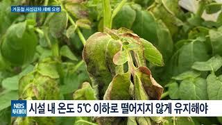 겨울 시설감자 저온 피해 우려 확산…“5도 이상 유지”