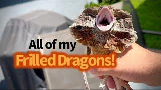 All of my Frilled Dragons!!!