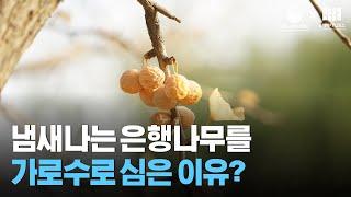 16화 2억 7천만년을 살아온 은행나무 이야기. 독하다 독해