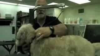 Introducing: Groomers Helper