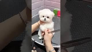 cute little fluffy dog haircut #dog #shorts #viralshorts #10million