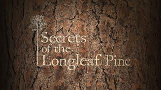 Secrets of the Longleaf Pine