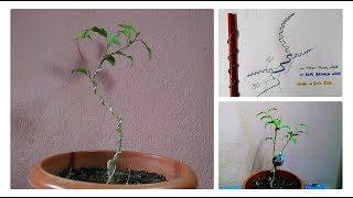 How To Make Ficus Bonsai || Bonsai Wiring And Shapes Basic || Ficus Air Layering Update.