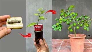 Summary of techniques for propagating lemon trees from branches using some simple rooting stimulants