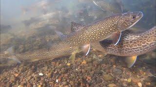 Crazy Trout Fishing! (Underwater View)