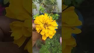 Yellow Zinnia Flower : Easiest Home Gardening