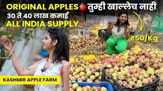 Kashmir मधें Apple स्वतः तोडून खाल्ले  Kashmir Apple farm  All India Delivery ₹30 ते 40 लाख कमाई