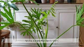 호프셀렘 성장기/식물 타임랩스/Philodendron Selloum/PLANT TIMELAPSE