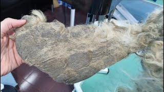 The Dog's Most Matted Tail Ever