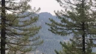 Nathia Gali ️️ Forest  4K Ayubia National Park KPK Pakistan 