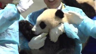Up close look at cute pandas
