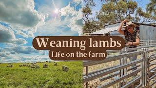 Weaning lambs | Sheep Farming Farm Vlog