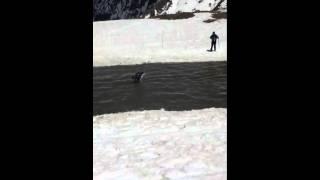 Pond Skim