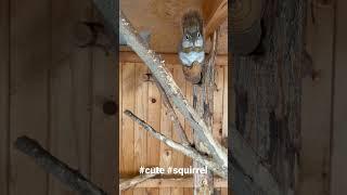 The cutest squirrel ️ ever so funny and so sweet  #shorts  #squirrel #funnyanimals