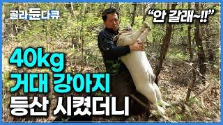 '산 말고 바다 낚시 가고 싶은데...' 40kg 육중한 몸 이끌고 아빠 따라 등산에 나선 거대 강아지｜잉글리쉬 불독｜한국기행｜#골라듄다큐