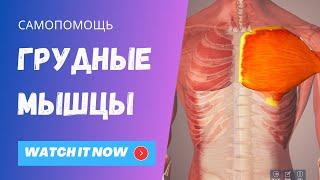 Малая и большая грудная мышцы. Целевые движения. Управление.