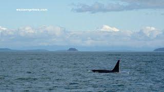 The J16's - Southern Resident Killer Whales - Western Prince Whale Watching