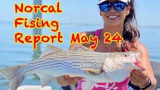 Norcal Fishing Report: May 24