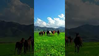 Wild horses running in those green wide open pastures.Kazakhstan #wildhorses #horses #krutyaktravel