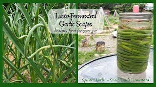 How to Make Lacto-Fermented Garlic Scapes