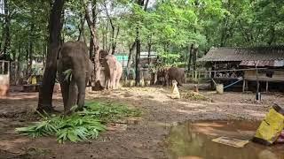 Chiang Mai elephants whose lives were saved have been relocated to safe areas