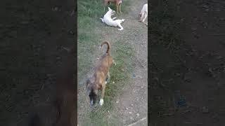 Sibling Stray pups activity in evening | Summers | Mountain Village | Nature Buddies #animals #anime