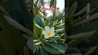 Beautiful Garden️#travelvlog#gardenvisit#greenlove#