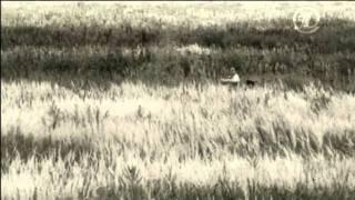 Прожекторперисхилтон "Свои среди своих" - реклама