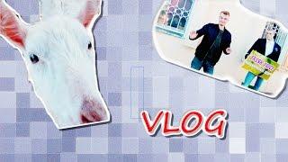 VLOG/Поездка в деревню/Коза вылизала пальцы/Танцую с живым манекеном/Nikita Lostar