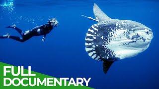 Ocean Stories | Full Series | Free Documentary Nature