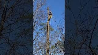 TRASHCAN? #treework #arborist #professional #rigging #tree #tree #warriors