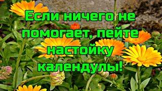 Настойка календулы. Лечебные свойства,  польза и противопоказания