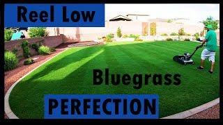 REEL LOW Kentucky Bluegrass PERFECTION