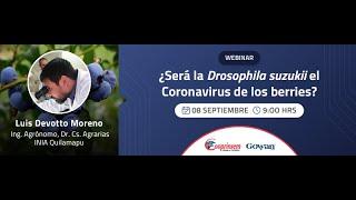 ¿Sera la Drosophila suzukii el Coronavirus de los berries?