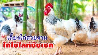 เลี้ยงไก่ไข่ไลท์ชัชเชค ไก่ไข่สวยงามสายพันธุ์ต่างประเทศ