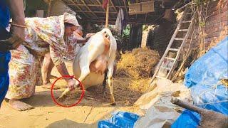 New born baby cow। Big cow in the Bangladesh । Big cow । Big bull