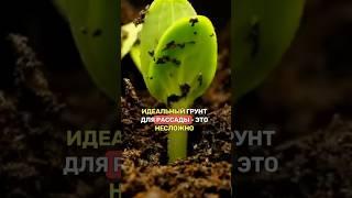 ПРОСТОЙ рецепт идеального (!) грунта для РАССАДЫ
