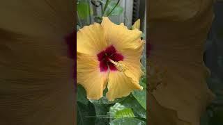 Grand Re-Opening of the Palm House, Allan Gardens - May 14, 2025